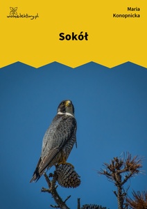 Konopnicka, Sokół